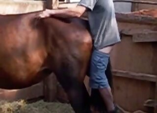 Brown colored horse pleasantly fucked by rancher