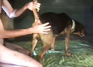 Fucking my doggy's tight anal hole from behind on cam