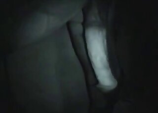 This horse has a very nice and beautiful penis