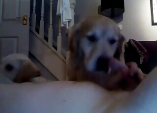 Chubby dude is left alone and he is having sex with a pup